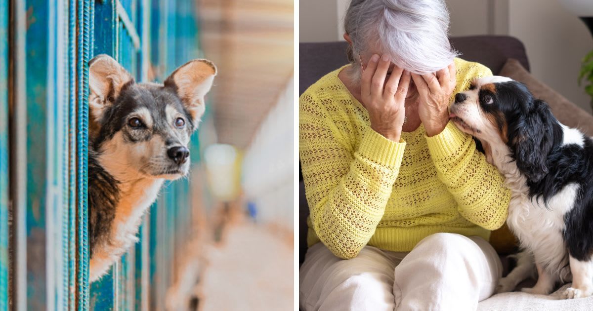 (L) Stray Beautiful Dog Lean Out From Cage, (R) Sad woman sitting on sofa at home with dog. (Representative Cover Image Source: Getty Images | (L) Julia Gerasina, (R) lucigerma)