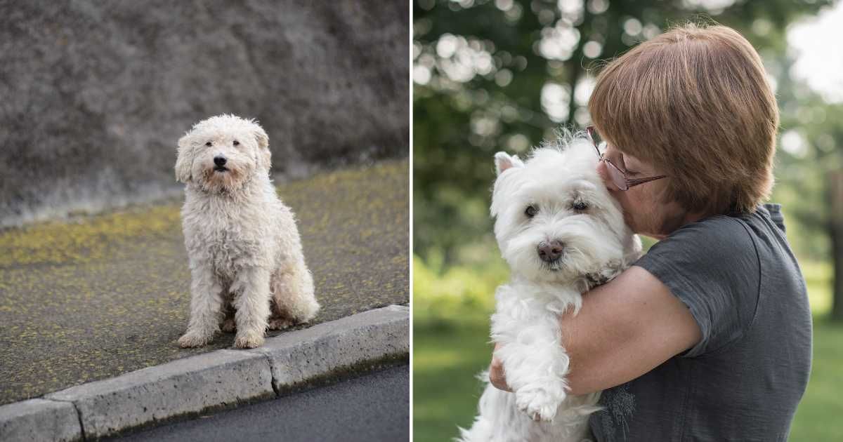 (L) A dog waiting on the roadside. (R) A woman kissing her pet dog. (Representative Cover Image Source: Getty Images | (L) Maya Karkalicheva, (R) Bread and butter productions)