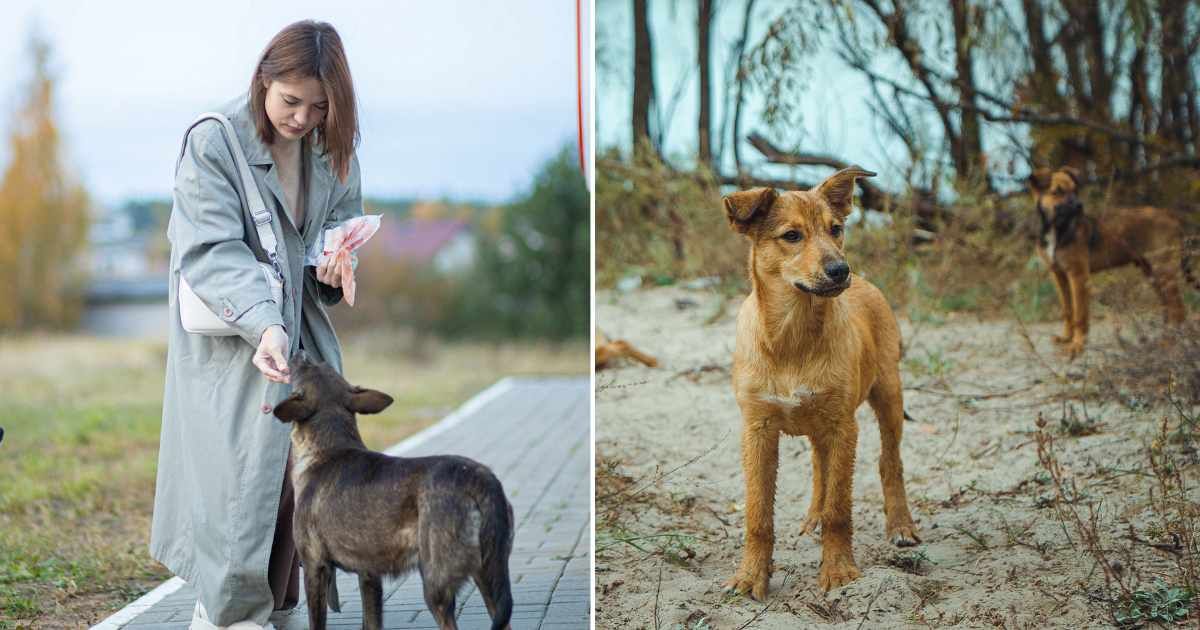 (L) A woman feeding a stray dog. (R) Stray dogs near nuclear power plant site. (Representative Cover Image Source: Getty Images | (L) SaevichiMikalai, (R) Sergiy Romanyuk)