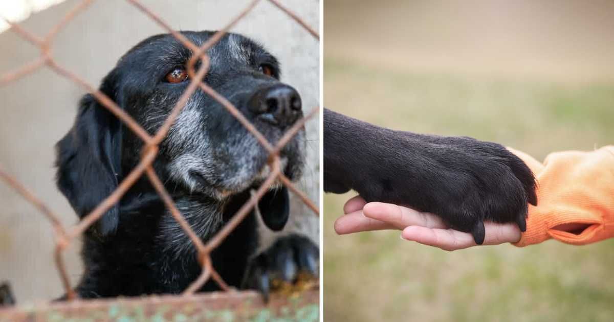 (L ) A sad-looking dog inside a shelter kennel; (R) Woman holding hands with her dog. (Representative Cover Source: Getty Images | Photo by (L) Sergio Mendoza Hochmann ; (R) Mary Wandler)