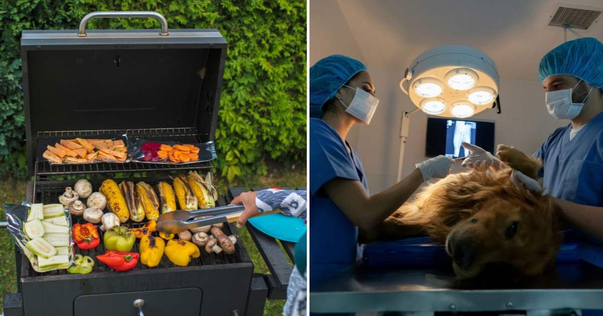 (L) A woman cooking vegetables on barbecue. (R) A dog getting surgery. (Representative Cover Image Source: Getty Images | (L) Viktor Cvetkovic, (R) andresr)