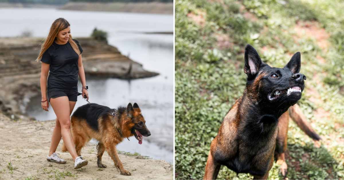 (L) A woman walking her german shepherd. (R) An aggressive dog. (Representative Cover Image Source: Getty Images | (L) Aleksandar Georgiev, (R) Gajus)