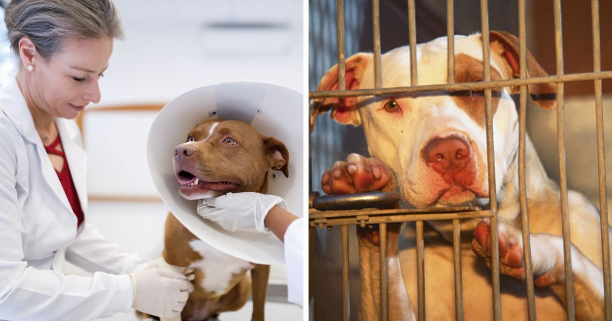 (L) Veterinarian checking injury of a dog wearing a cone collar, (R) Pit Bull in an Animal Shelter. (Representative Cover Image Source: Getty Images | (L)Capuski, (R) Aaron Horowitz)