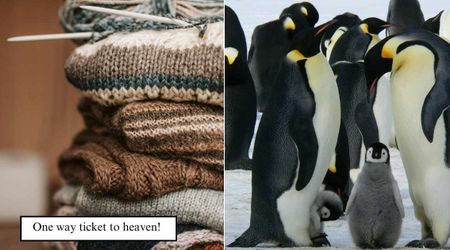 Australia’s oldest man spent his final days peacefully knitting tiny sweaters to help penguins in need