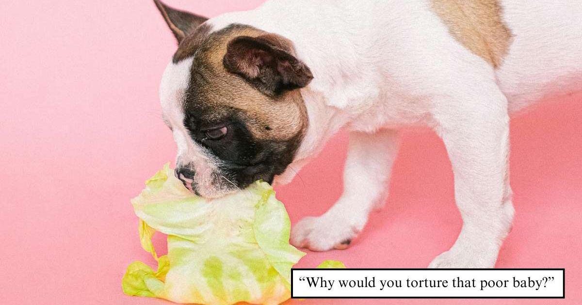 A dog tasting lettuce (Cover Representative Image Source: Pexels | Anna Shvets; (inset) TikTok | @jenna)