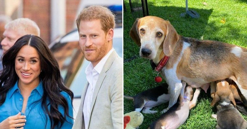 Doggone Cute! Meet Meghan Markle & Prince Harry's Newest Pooch, A Rescue Beagle Named Mamma Mia