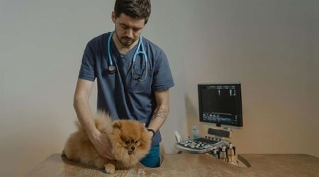 Man wanted his sick puppy euthanized. The vet simply refused to — and then did something unbelievable