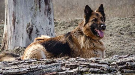 A golden shepherd negotiating with his owner about eating a concrete rock is pure cinema