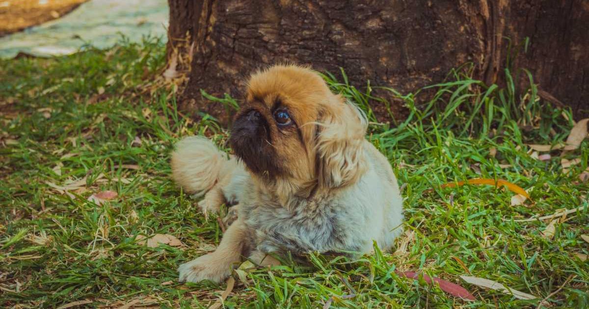 A dog resting on the grass under a tree. (Representative Cover Image Source: Getty Images | Photo by Maor Winetrob)