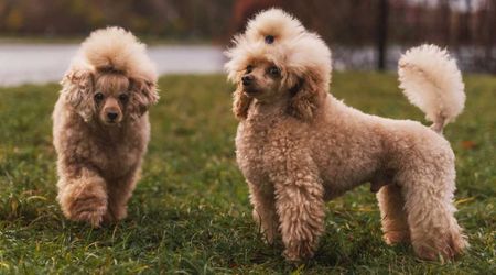 Poodles separated at 12 weeks, reunite as adults ─ now they're chasing a lost childhood