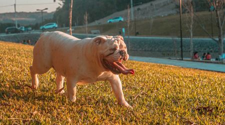 XL bulldog's behavior completely changes around pregnant dachshund — but not in the way anyone expected
