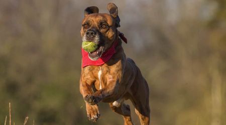 Beautiful video shows blind dog playing 'fetch' with help from sister