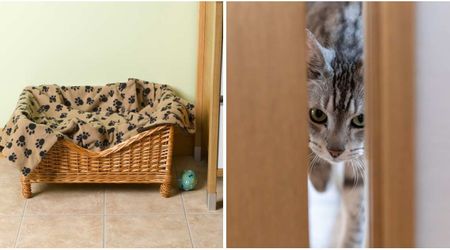 Grieving owner finds missing cat outside her door after 5 weeks. She looks different.
