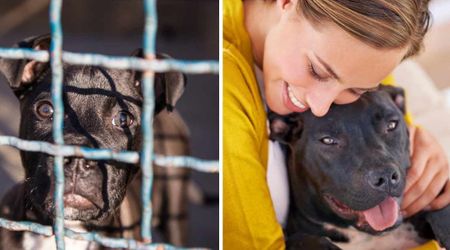 Dog relieved from animal shelter after 730 days — can't keep it together