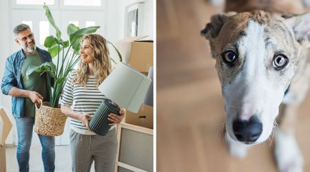 Greyhound fears being left behind when owner move for the 2nd time — loses it at their surprise