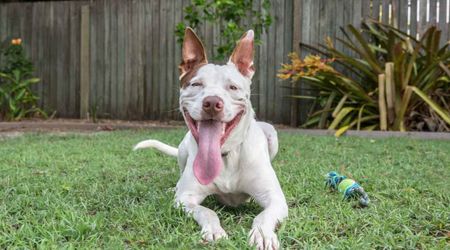 Deaf dog turns lonely as friends abandon him — then owner brings in a lifetime surprise