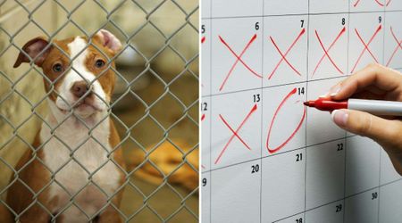 Rescue dog gets a mom after 243 days — shelter staff get overwhelmed at farewell