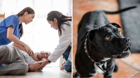 Rescue dog alerts crowd — saves stranger's life at pet adoption event