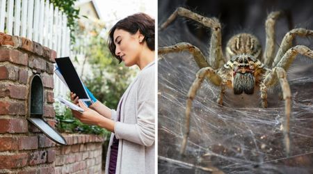 Mail lady asked to handle 'big jumping spider' in woman's mailbox — ends up making it feel homely 
