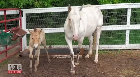 Domestic mare adopts newly orphaned horse foal — all so he could learn 'how to be a horse'