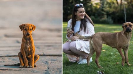 Mom's love completely transforms an injured 'bait dog' — and the internet is celebrating with her