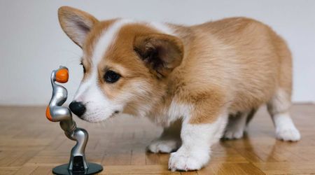AI could soon help humans 'talk' to their pets, finds new UK research: 'This could be a disaster...'