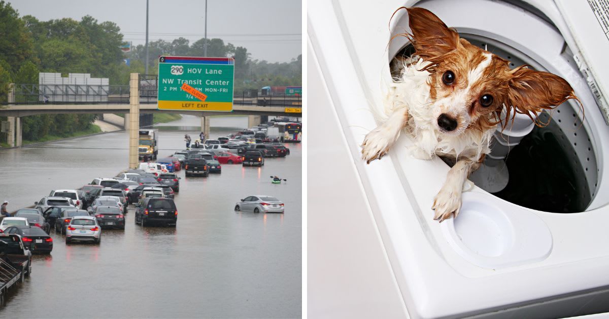 (L) Stranded cars in the median of Interstate 10 in Houston, Texas; (R) Dog emerging from a washer. (Representative Cover Image Source: Getty Images | Photo by (L) Sean Hanon; (R) Schutle Productions)