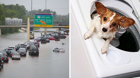 Dog abandoned during emergency evacuation found alive in washer smartly surviving Texas floods