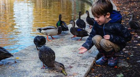 Her nephew became best friends with her pet duck — enough for it to be his first ever word