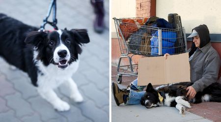 Homeless man's dog 'attacks' stranger to protect him on the street, curls up after realizing why he's there