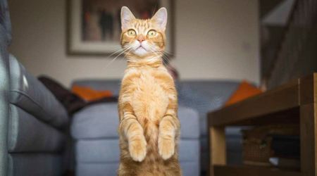 Pet cat helps virologist  discover new virus affecting humans