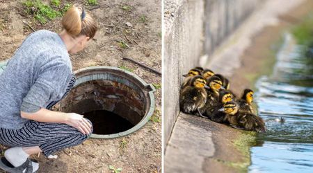 Woman jumps into motorway drain to rescue 8 ducklings — here's how she knew they were trapped