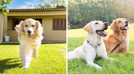 Dog being dropped off at grandma's doggy daycare, runs past to meet a 'special' one awaiting him