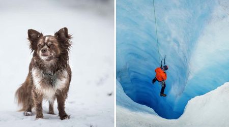 Man sustains 26-foot fall into glacier — his loyal Chihuahua becomes 'sole reason' behind his rescue