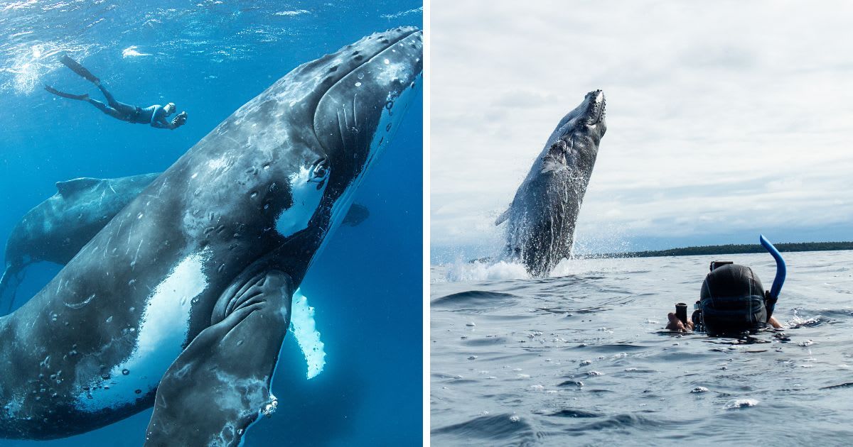 (L) Swimming with humpback whales; (R) Humpback Whale Breaching near the cameraman. (Representative Cover Image Source: Getty Images | Photo by (L) Mike Korostelev; (R) Mark Nyman)
