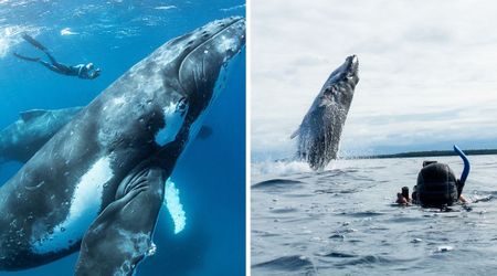 Humpback whale rescues 'drowning' photographer — joins list of aquatic animals who've saved him