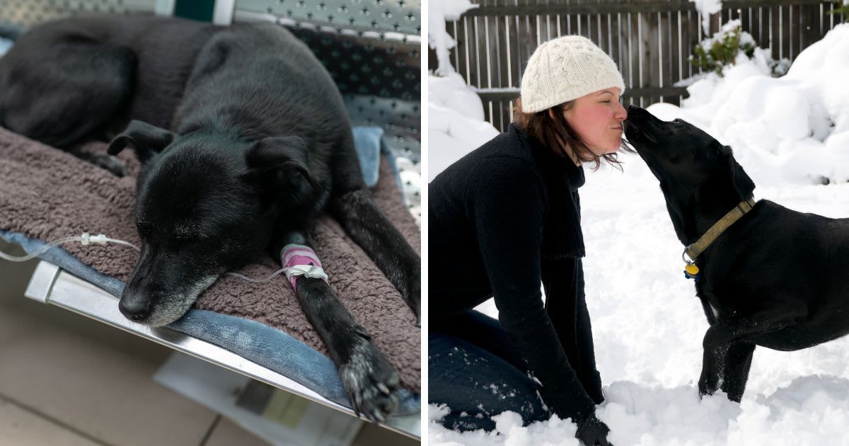 (L) Black dog is given fluids at a pet hospital; (R) young woman playing with black lab in a snowy backyard. (Representative Cover Image Source: Getty Images | Photo by (L) Since LF; (R) Terminator 1)