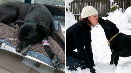 Senior dog battling cancer gets '5 extra months' of life — what she does with it has us weeping