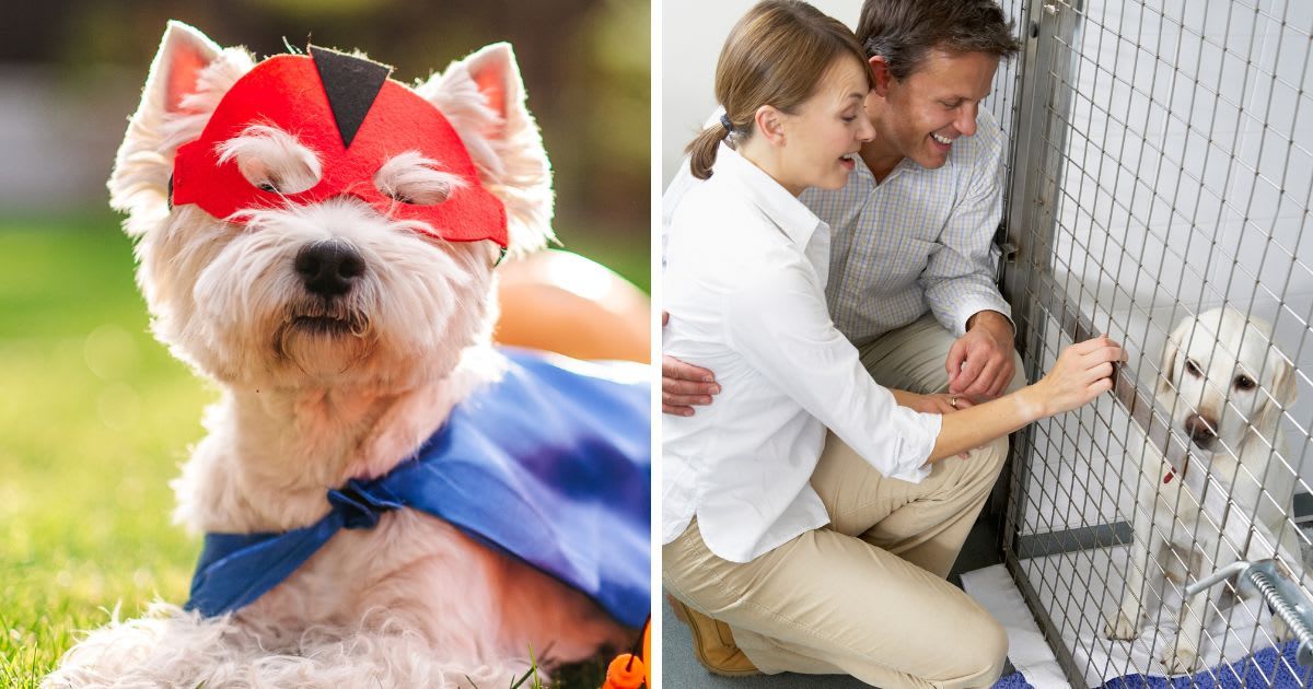 (L) Cute and funny dog wearing superhero mask and cape; (R) Couple visiting a shelter dog. (Representative Cover Image Source: Getty Images | Photo by (L) Lakshmi 3; (R) Monkey Business Images)