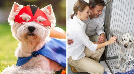 Superman's dog fuels 513% hike in 'dog adoption' searches — it all started with a real-life 'rescue'