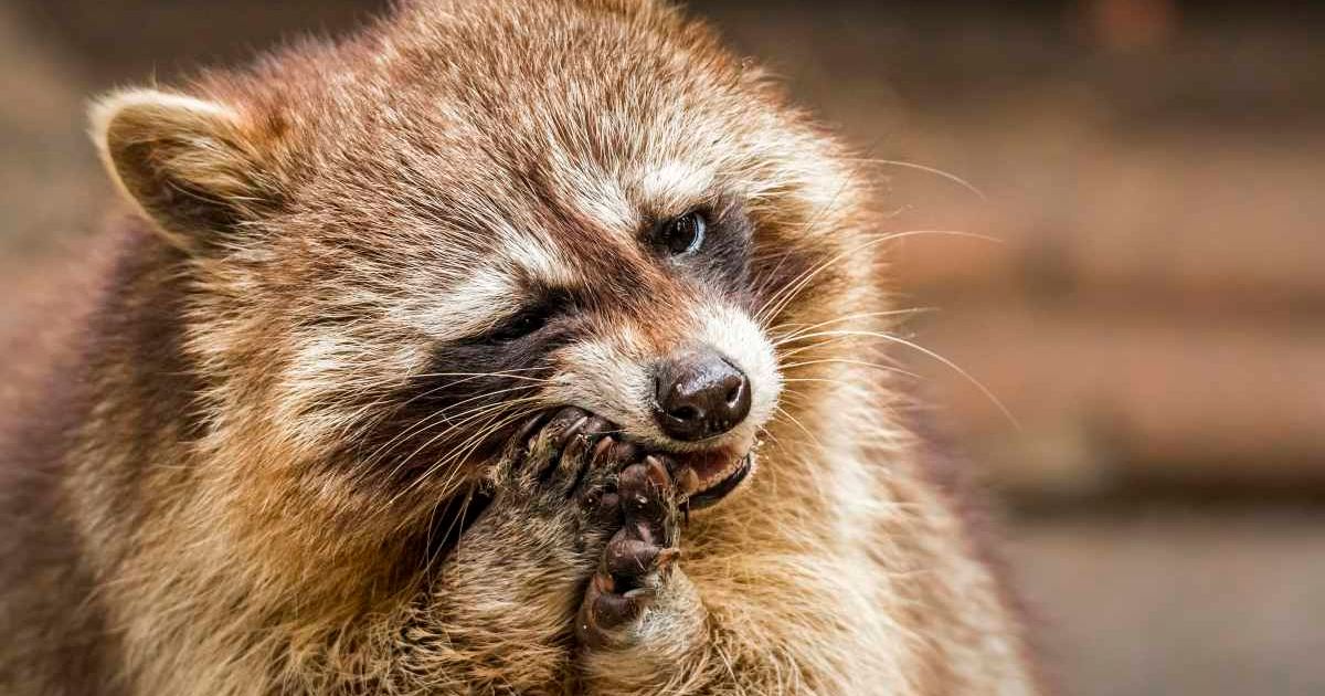 Raccoon feeling its mouth. (Representative Cover Image Source: Getty Images | Photo by EyeEm Mobile GmbH)