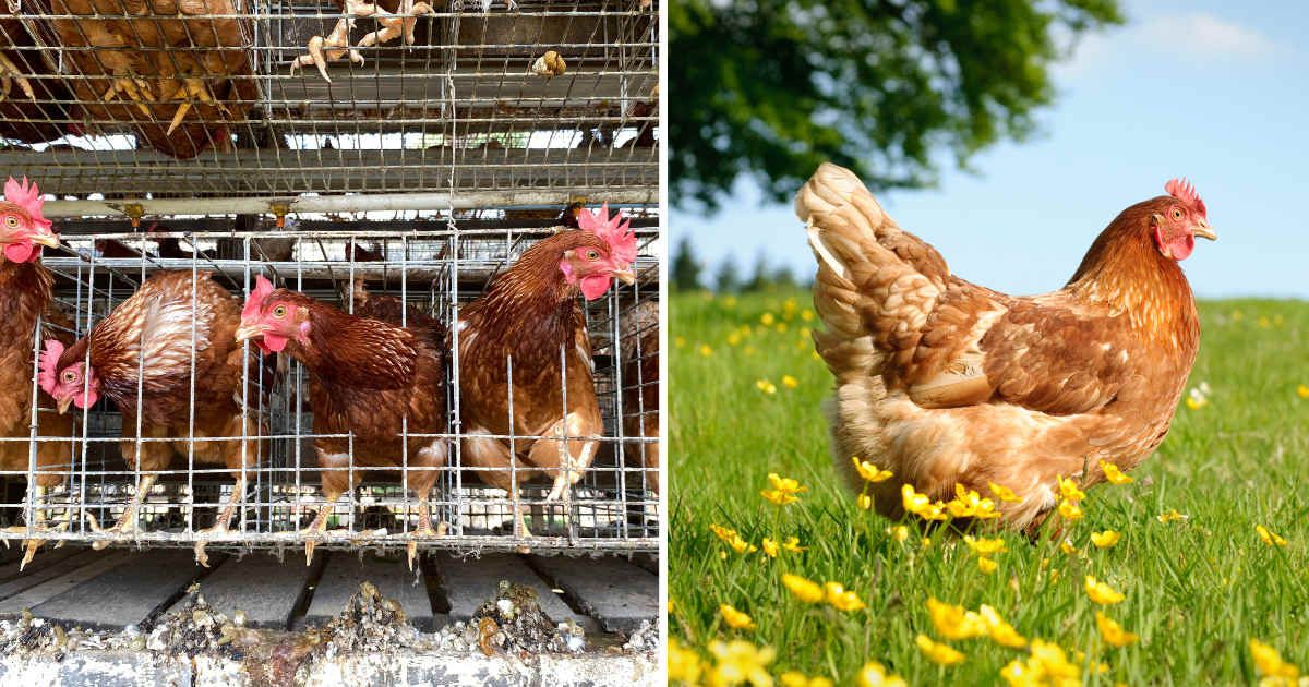(L) Hens in battery cages; (R) A happy hen roaming around in a field. (Representative Image Source: Getty Images | Photo by (L) Poultry Graphics; (R) georgeclerk)