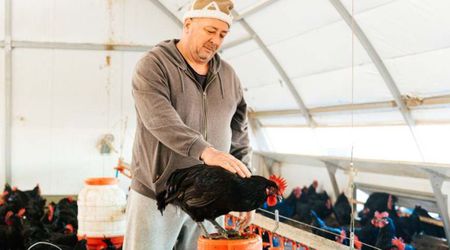 Australian gardener says goodbye to his 'old black hen' with piercing eulogy: 'She's done a good job'