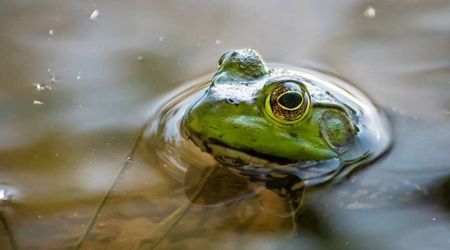 Scientists track 600 endangered frogs released near Victoria, hoping they can make it home