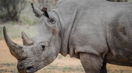 The Black Mambas: South Africa’s all-women anti-poaching patrol to the rhino’s rescue