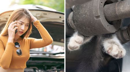 New York journalist finds 'paws' sticking out of her car engine. A trail of notes led her there