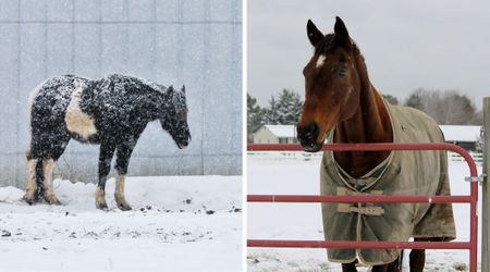 Shivering horse refuses to be covered by a blanket. His PTSD has the internet crying over 'inattentive owners'