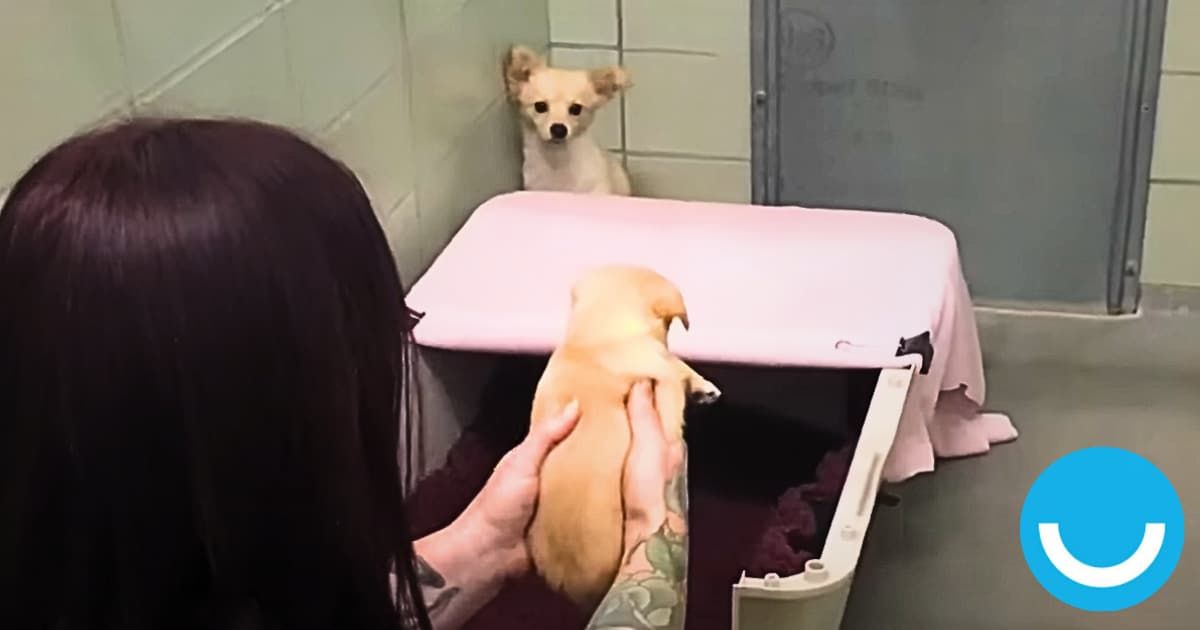 Chihuahua seeing her kids after being separated from them forcefully. (Cover Image Source: YouTube | @marinhumanesociety)