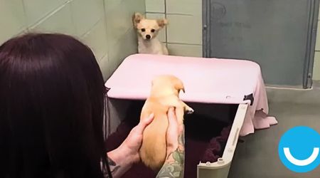 Scared chihuahua hid in the corner for days. Shelter's 'detective work' found heartbreaking reason.