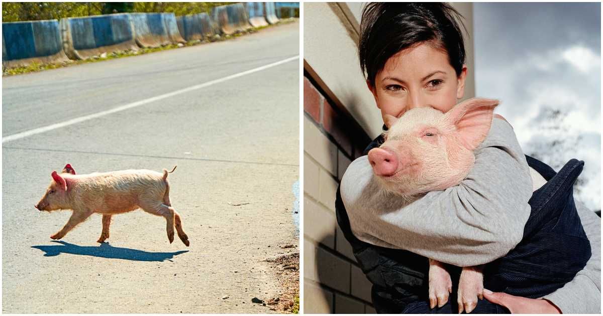 (L) A piglet crossing the road; (R) A woman cuddling a piglet. (Representative Cover Image Source: Getty Images | Photo by (L) Kateryna Kukota; (R) Colin Hawkins)